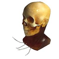 True Phantom Solutions HD-A02 Adult Head (Dynamic) For X-Ray CT, US, MRI