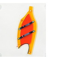 PHYWE KLA-550-100 Rib And Abdominal Respiration Model