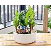 1 số cách chăm sóc cây kim tiền mang lại nhiều may mắn, tài lộc