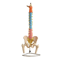 PHYWE MOD-VERTEBRA Vertebral Column With Pelvis And Femur Heads (Natural size)