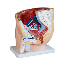 PHYWE MOD-MALEPELVIS Male Pelvis (Natural size)