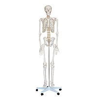 PHYWE MOD-SKELETON Skeleton (170 cm)