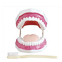 PHYWE MOD-TEETH Dental Care Model (11 x 17 x 11 cm)